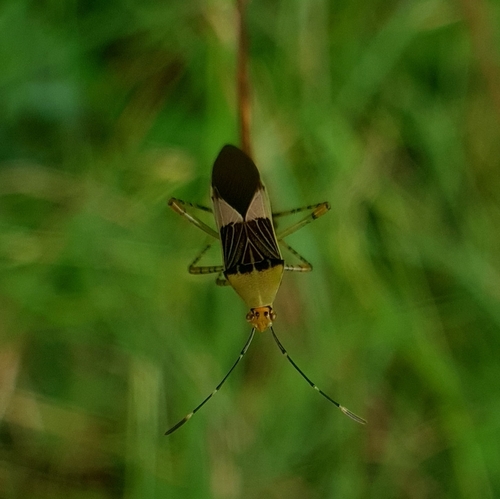 Hypselonotus fulvus