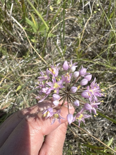 Prairie Onion