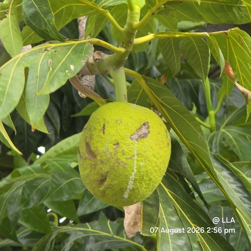Breadfruit