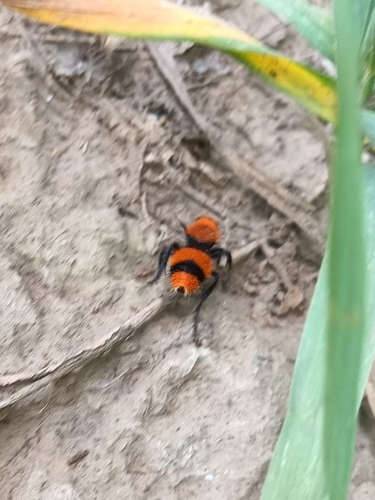 Common Eastern Velvet Ant