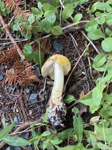 Yellow Patches