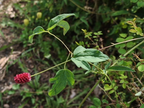 Great burnet