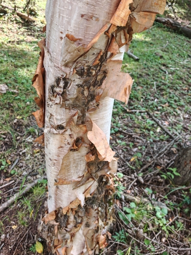 ribbed birch
