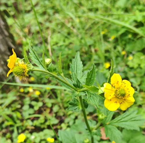 Yellow Avens