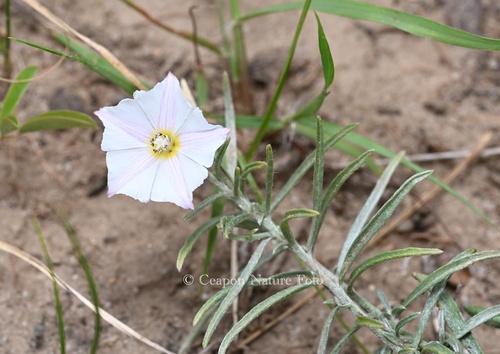 Convolvulus ammannii