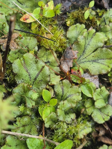 Star-headed Liverwort