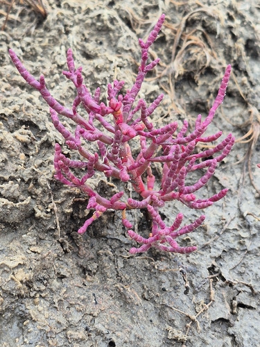red glasswort