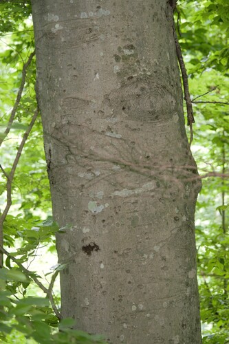 American beech