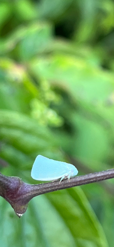 Northern Flatid Planthopper