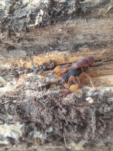 Tityus bahiensis