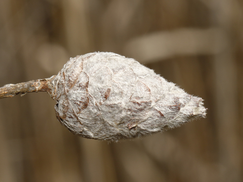 Willow Pinecone Gall Midge