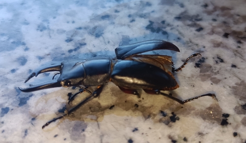Dorcus rubrofemoratus chenpengi