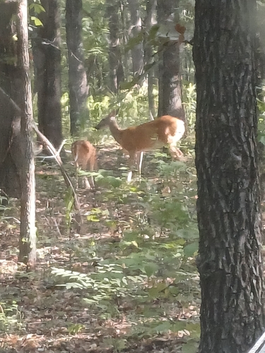 White-tailed Deer