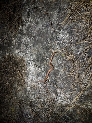 iNaturalist observation photo of Northern Rubber Boa