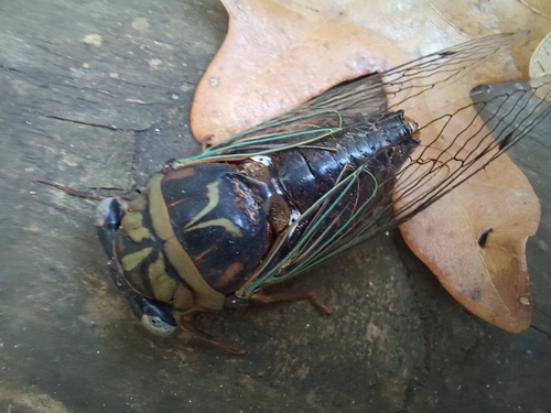 Resh Cicada