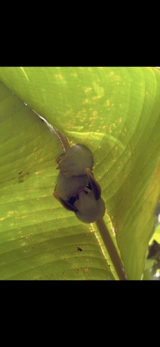 Honduran White Bat