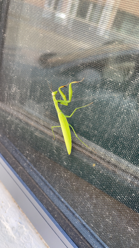European Mantis