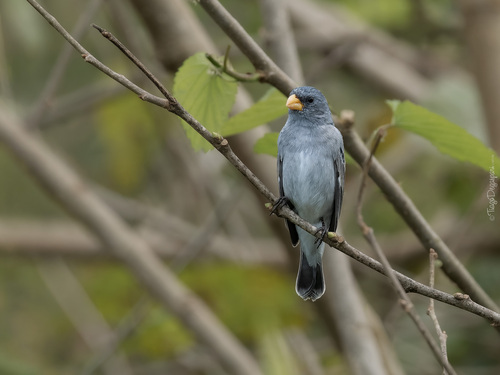 Tropeiro Seedeater