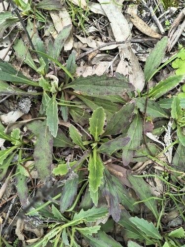 Austral Bugle