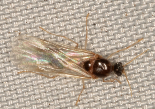 Variable Big-headed Ant