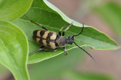 Judolia erratica
