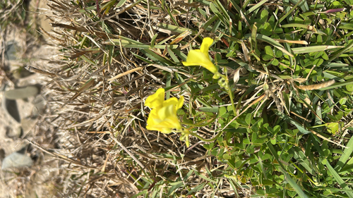 Bermuda buttercup