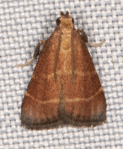 Posturing Arta Moth