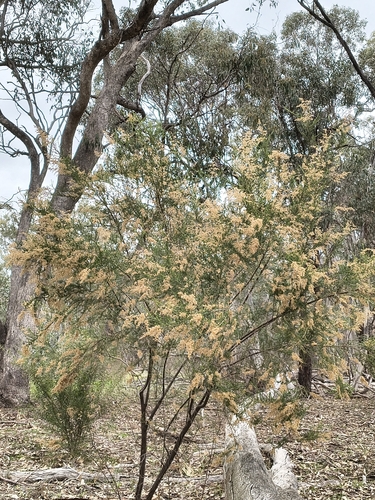 Sifton Bush
