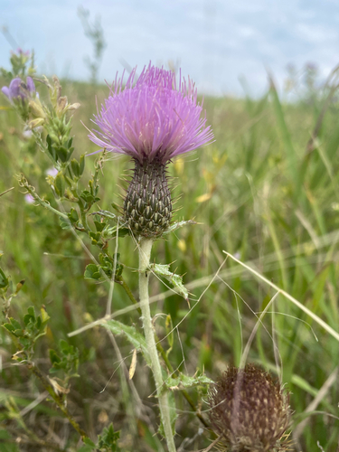 Flodman's thistle