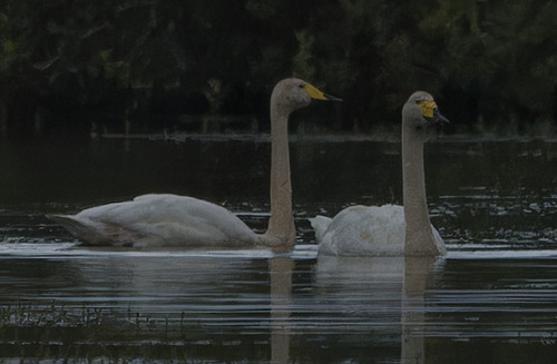 Whooper Swan