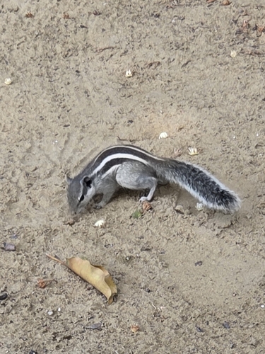 Five-striped Palm Squirrel