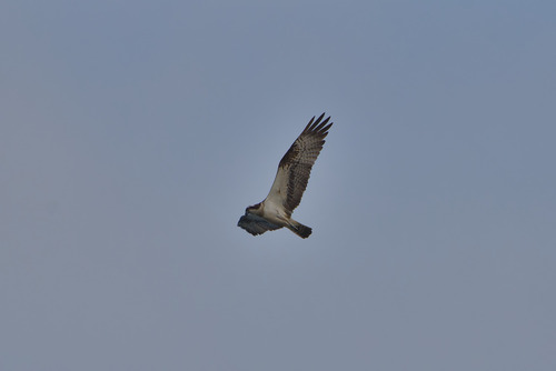 Eurasian Osprey
