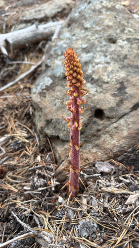 woodland pinedrops