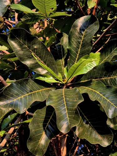 Salvertia convallariodora