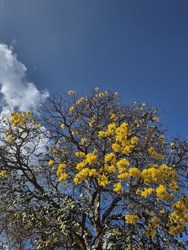 Handroanthus ochraceus ochraceus