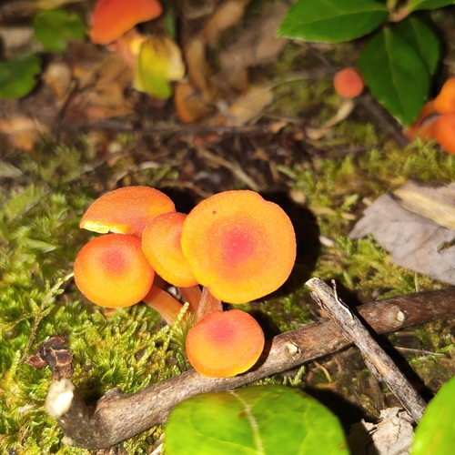 Waxcaps