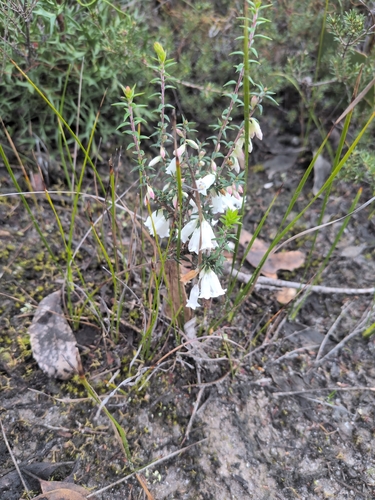 Common Heath