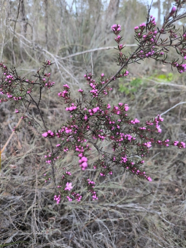 hairy boronia