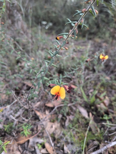 Showy Bossiaea
