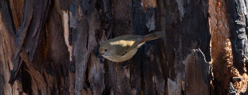 Brown Thornbill