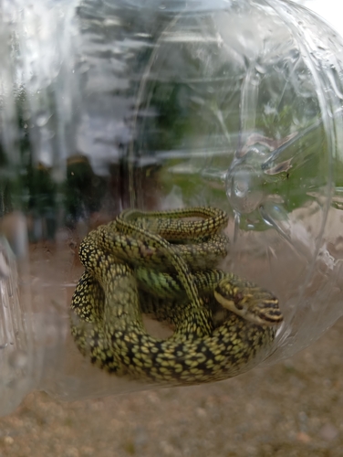 Golden Tree Snake