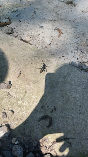 Carpenter Sawyer Beetle