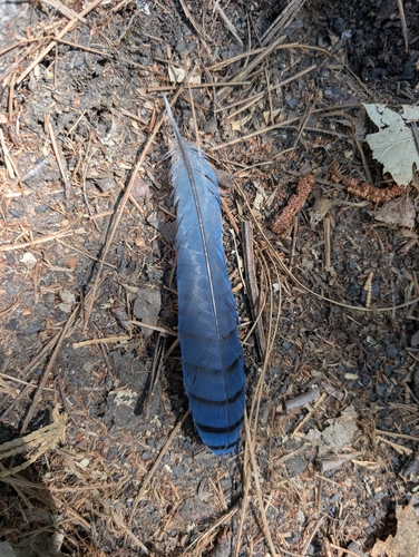 iNaturalist observation photo of Steller's Jay