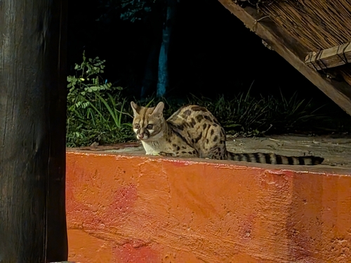 Rusty-spotted Genet