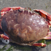 Graceful Rock Crab - Photo (c) Wendy Feltham, all rights reserved, uploaded by Wendy Feltham