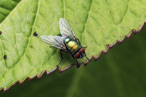 Common European Greenbottle Fly