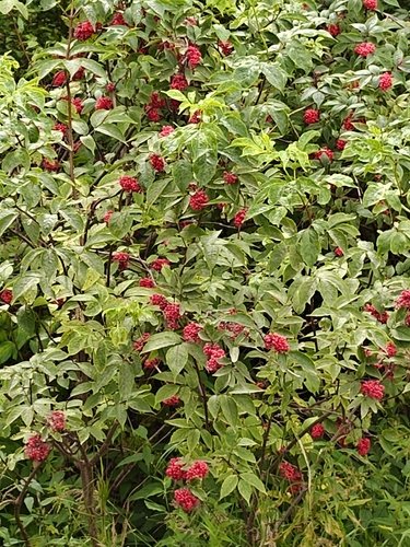 red-berried elder