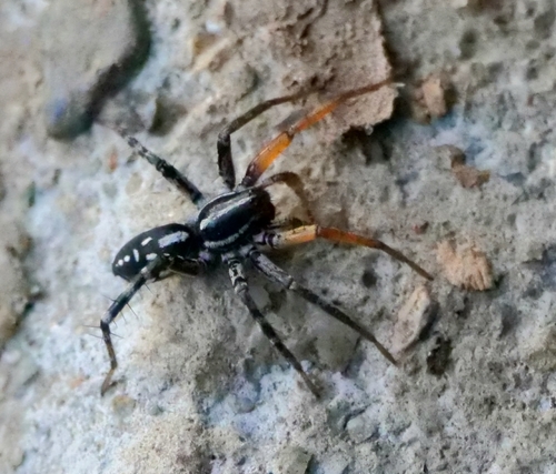 Spotted Ground Swift Spider