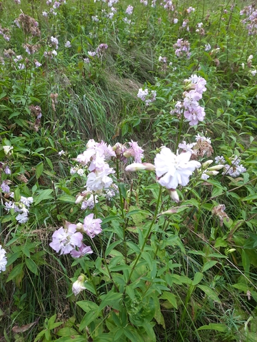 common soapwort