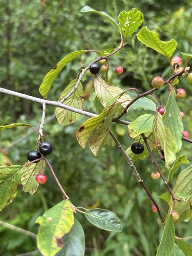 alder buckthorn
